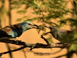 Fauna Cerro Masatrigo y entorno